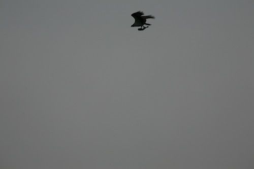 Hawk Twin Lakes May 2012